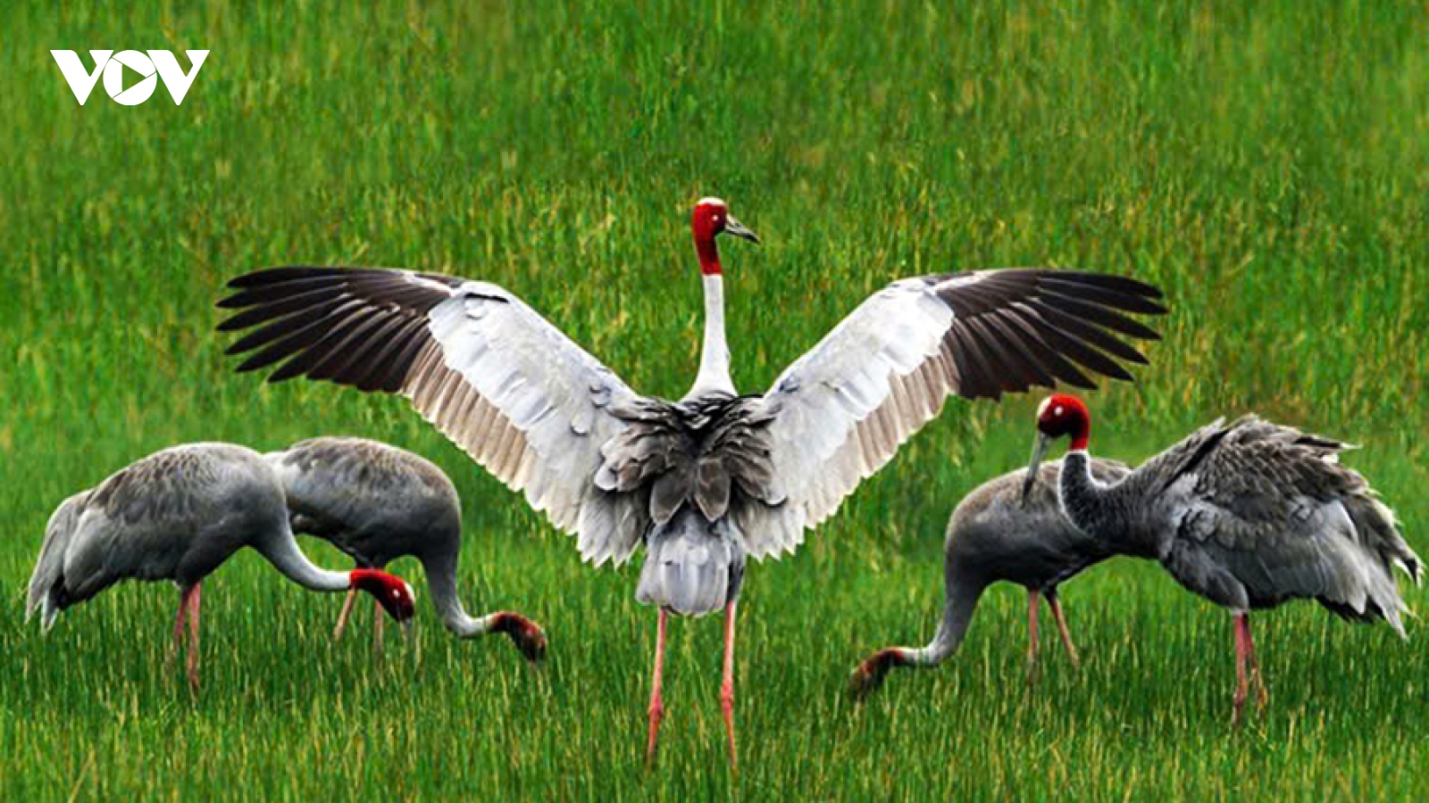 Six Sarus cranes arrive from Thailand to support conservation efforts